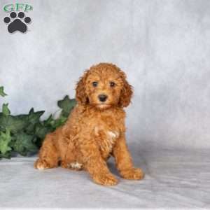 Elizabeth, Miniature Poodle Puppy